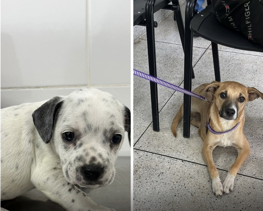 Prefeitura de Aparecida realiza adoção responsável sábado (28)