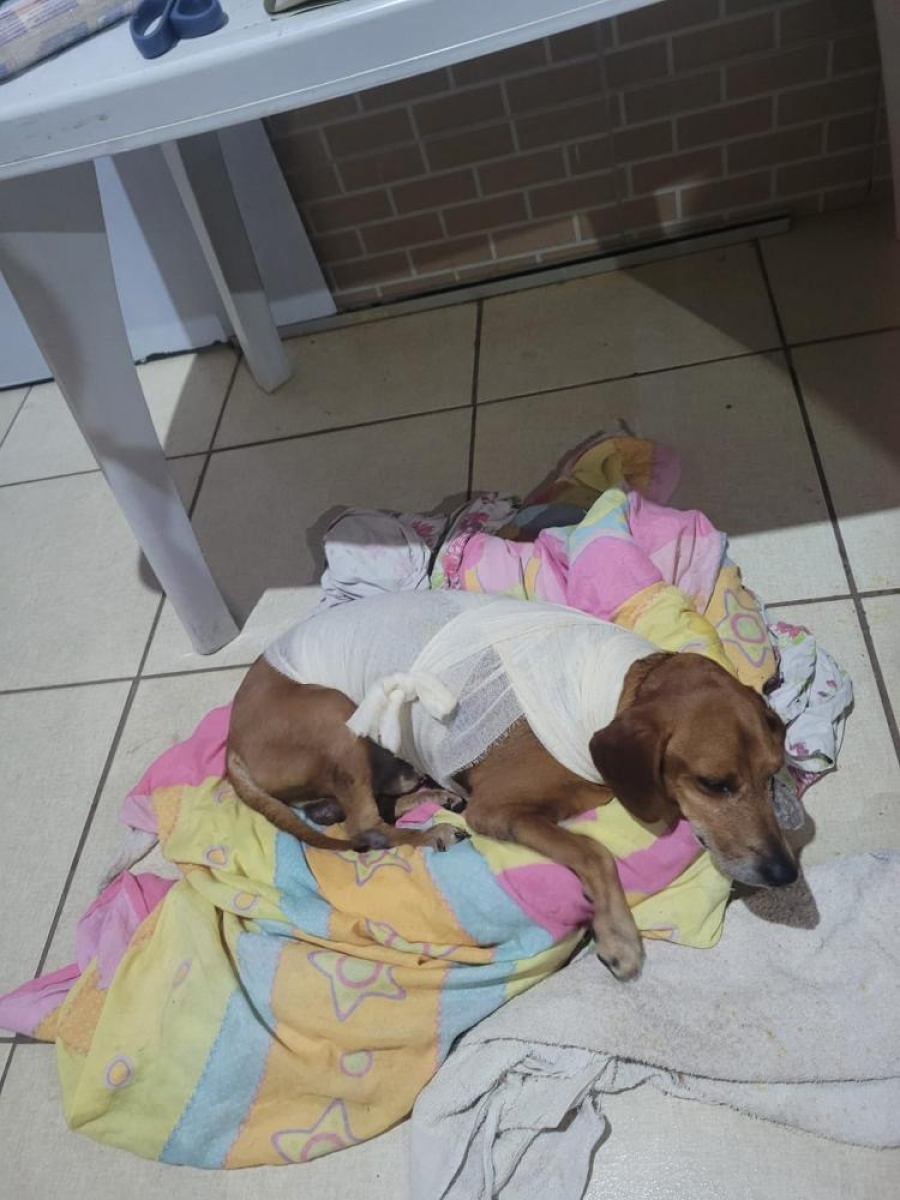 PC indicia suspeita por jogar líquido quente no cão Jhonny