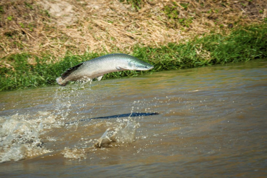 Regras para pesca do pirarucu mudam em Goiás