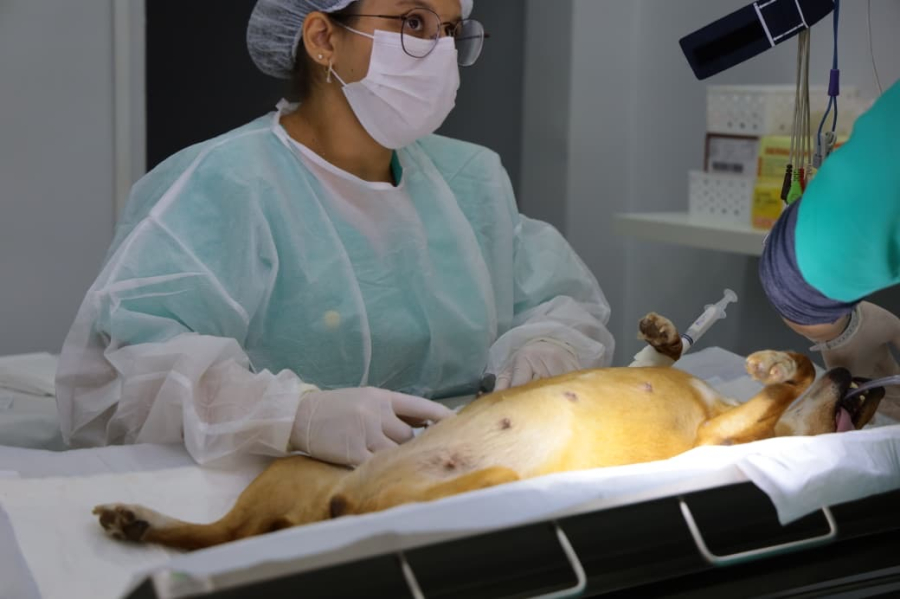 PATA faz mutirão com 60 castrações neste sábado (11) em Aparecida