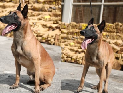 Herói de 4 patas! Cão detecta quase 50 toneladas de maconha na maior apreensão do Brasil