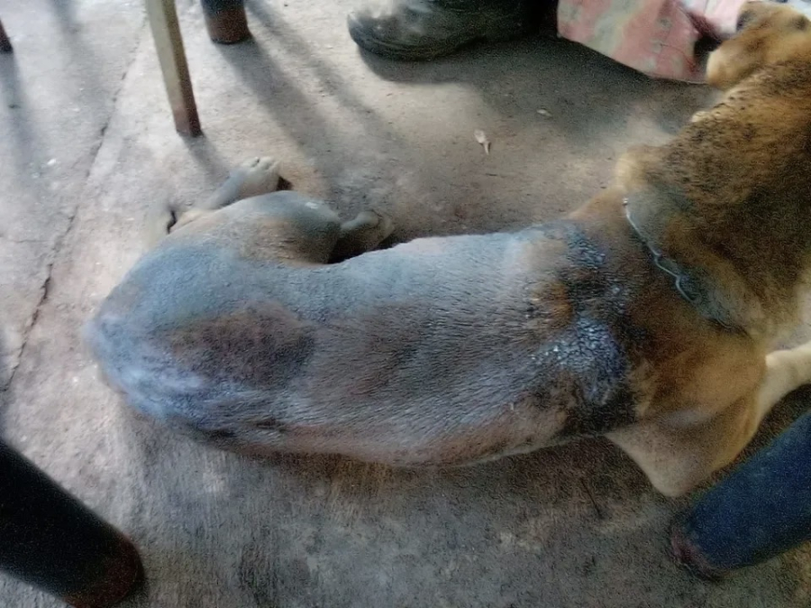 Homem é preso por atear fogo em cachorro em Aparecida