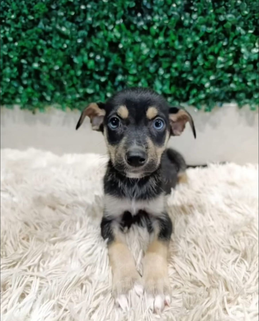 Evento de adoção em Aparecida tem 35 animais disponíveis