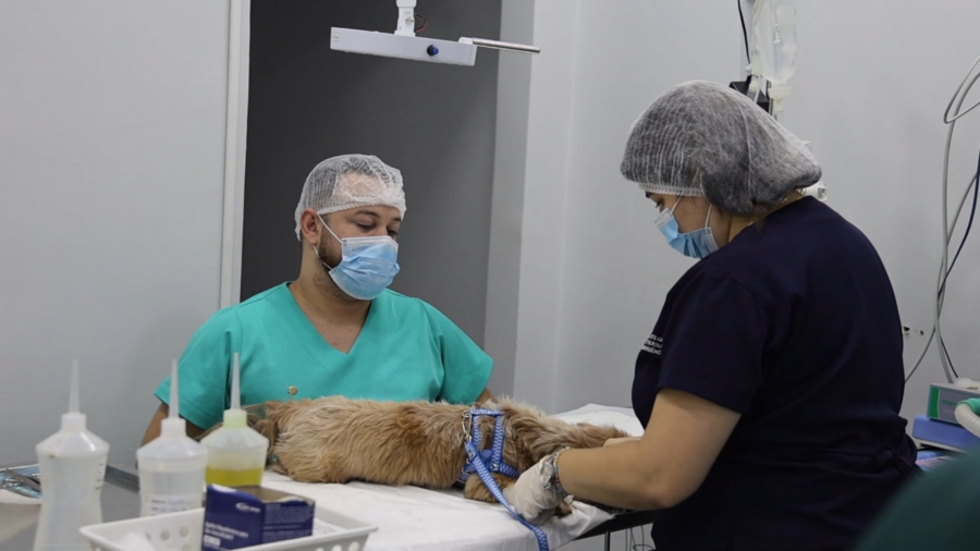 Mutirão do PATA castra 60 cães e gatos de tutores aparecidenses