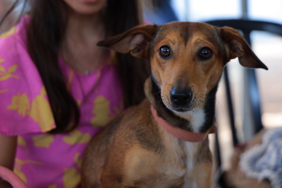 Prefeitura leva Castramóvel ao 13º Mutirão em Aparecida