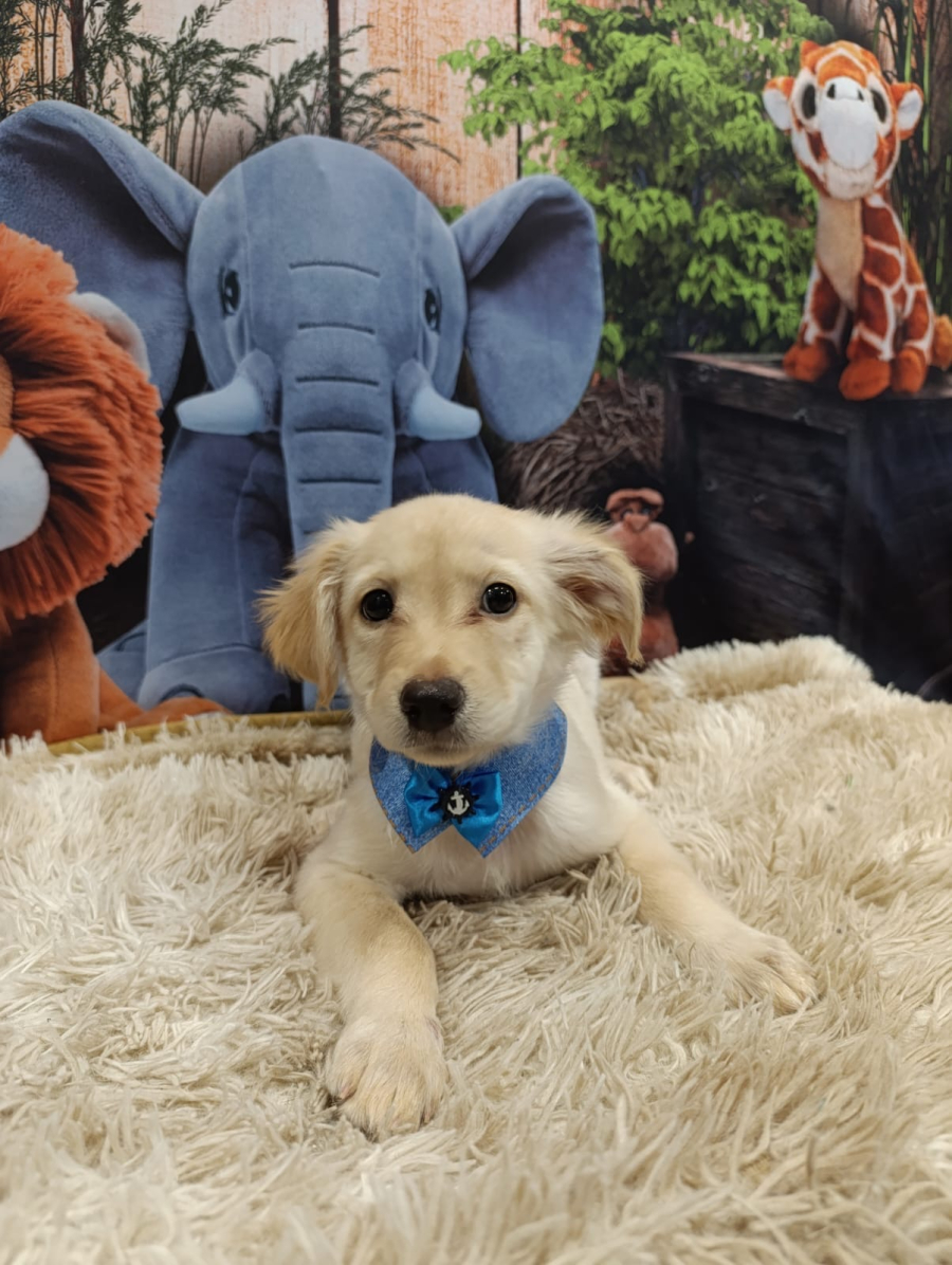 Aparecida realiza feira de adoção de animais neste sábado (25)