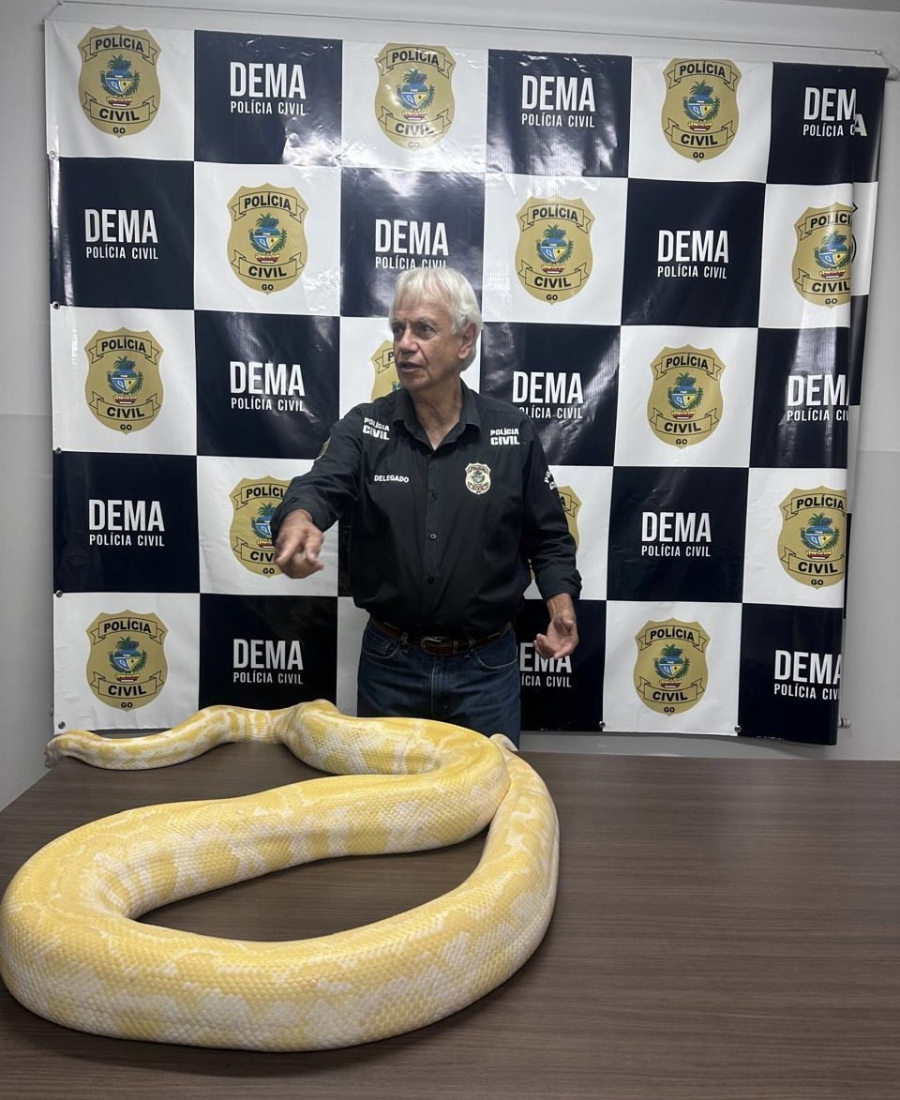 Polícia Civil apreende píton criada sem licença e origem
