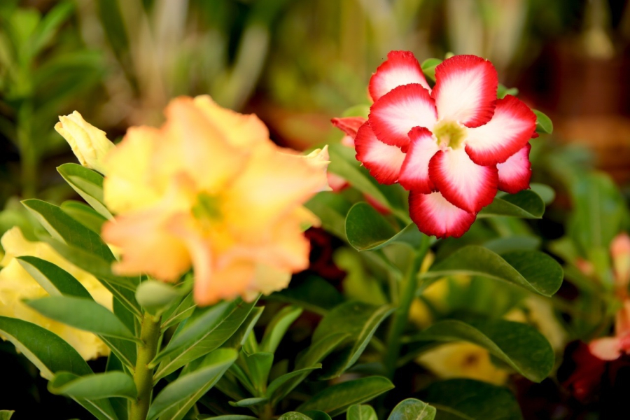 Feira de Orquídeas e Rosas do Deserto celebra Dia das Mães em Aparecida