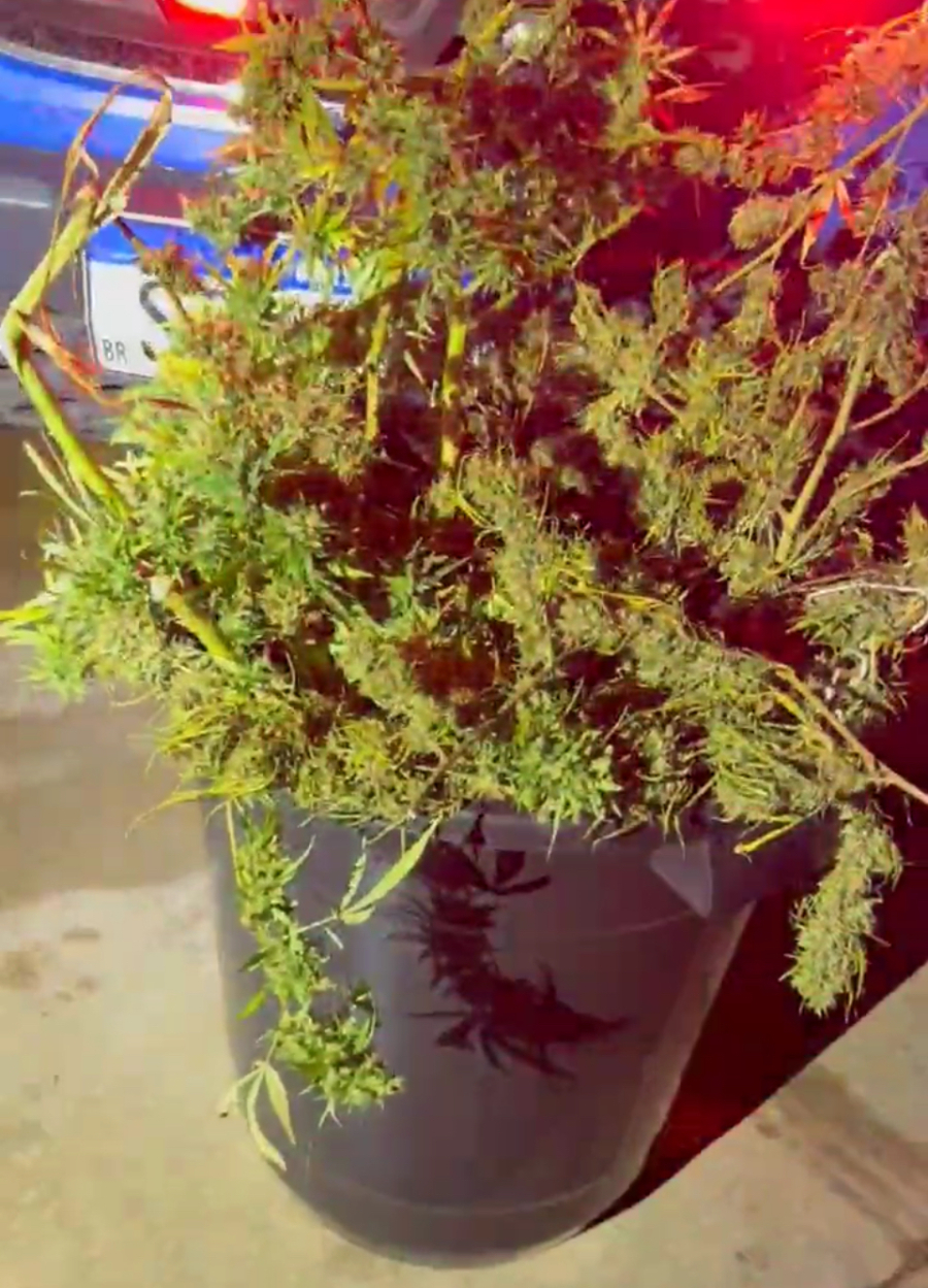 Polícia Militar desmantela laboratório de skunk em Aparecida