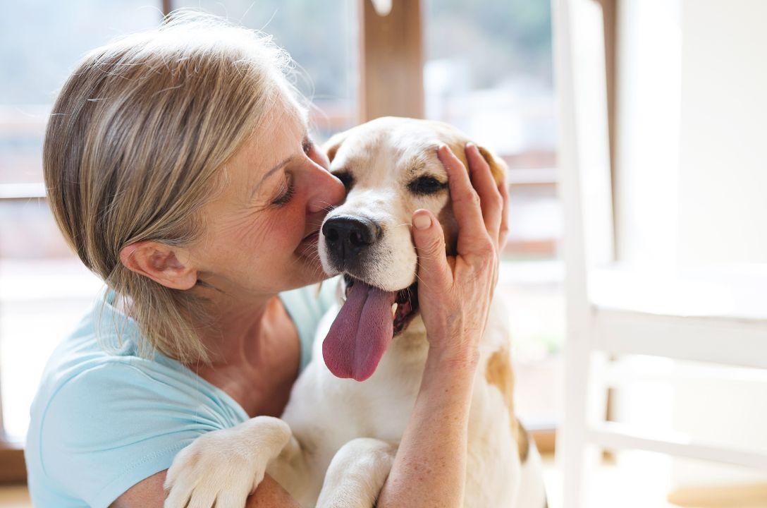 40% das pessoas salvariam seu cachorro antes de um humano
