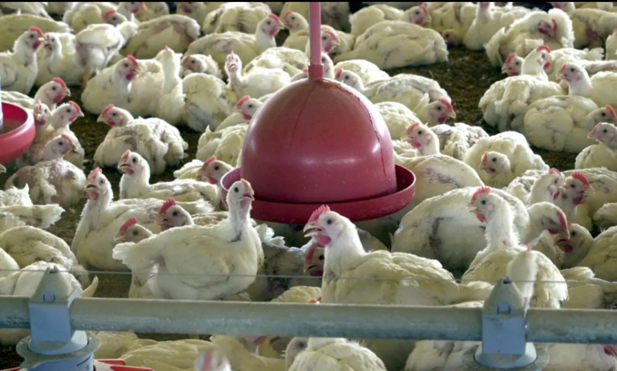 Gripe Aviária: Doença não é transmitida por consumo de ovos e frangos; caso foi registrado no RS