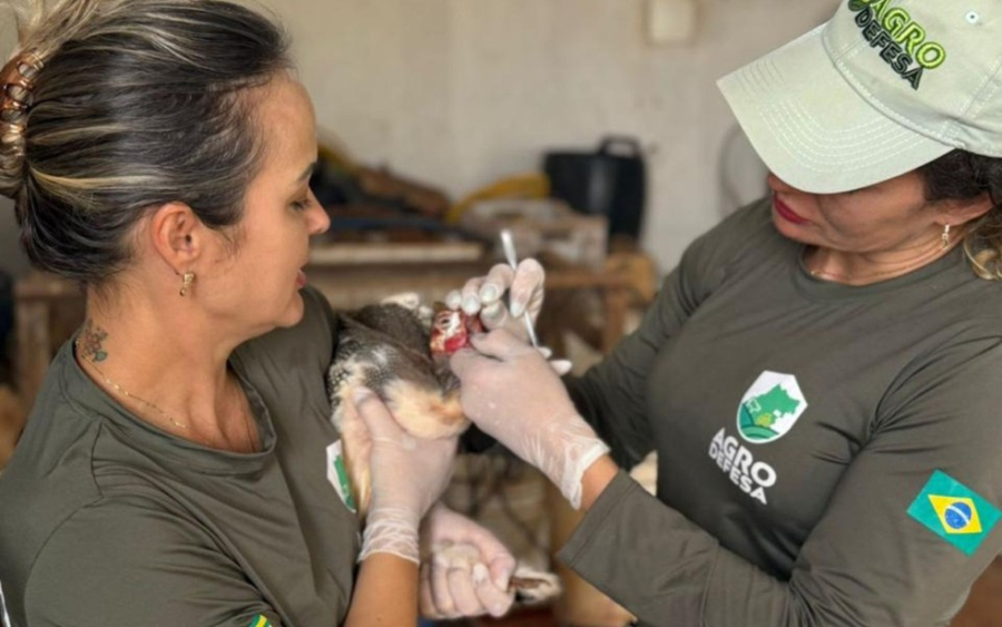 Gripe aviária: Goiás decreta situação de emergência zoossanitária preventiva