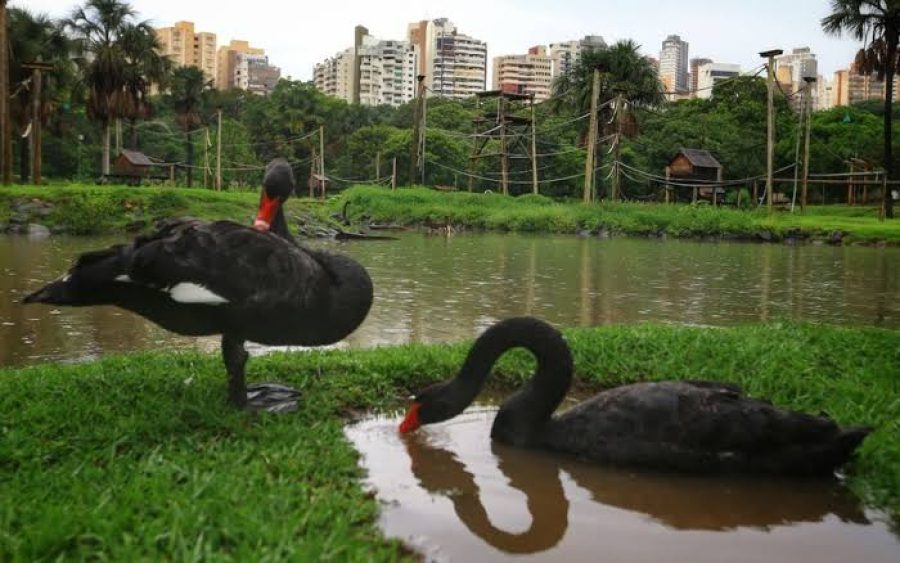 Veterinária descarta sinais de gripe aviária em cisne morto no Zoológico de Goiânia