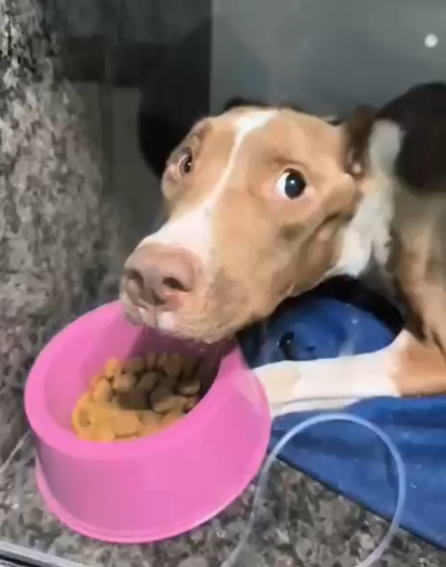 Animal resgatada após maus-tratos não resiste ao tratamento e morre