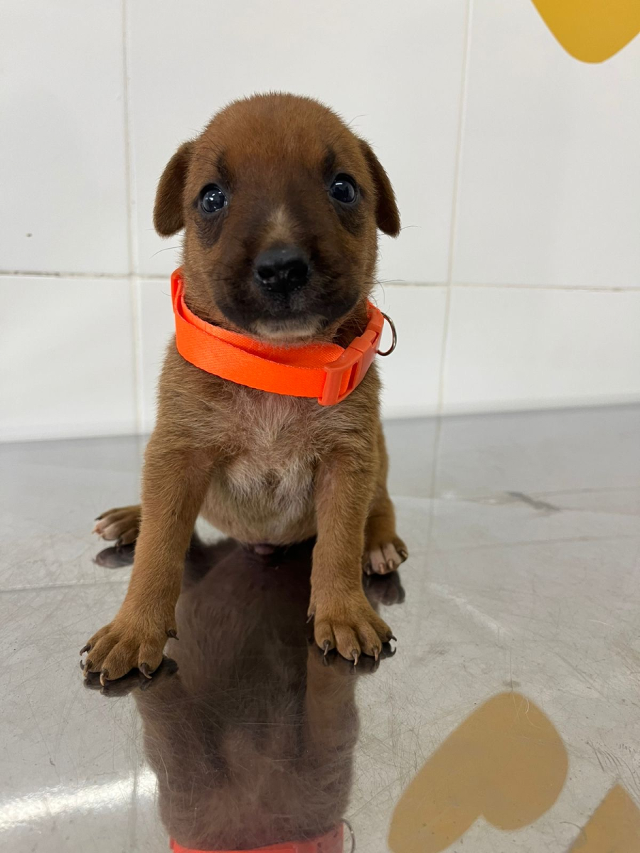 Aparecida realiza nova edição da Feira de Adoção  neste sábado