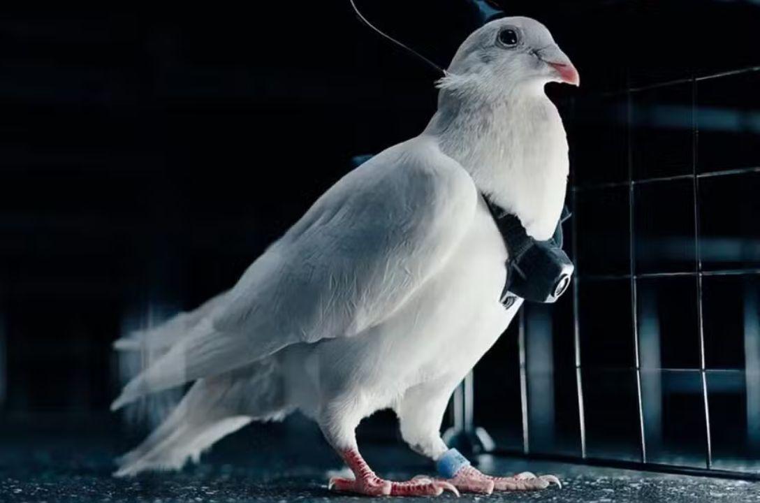 Putin ativa biodrones e transforma pombos em espiões