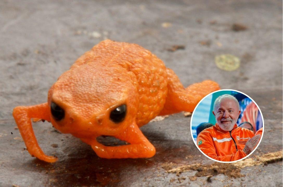 Nova espécie de sapo laranja foi batizada em homenagem a Lula