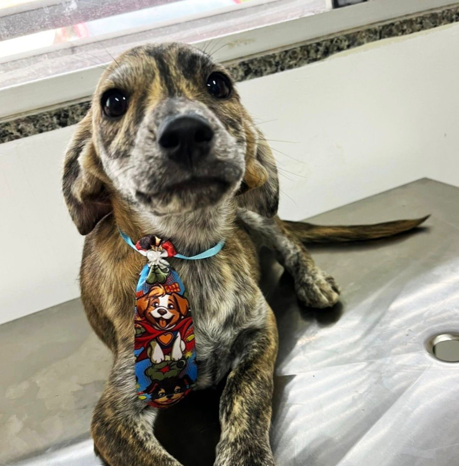 Prefeitura de Aparecida promove 1ª feira de adoção de animais de 2026