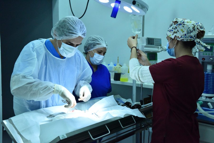 Centro de Castração PATA chega a assentamento em Aparecida