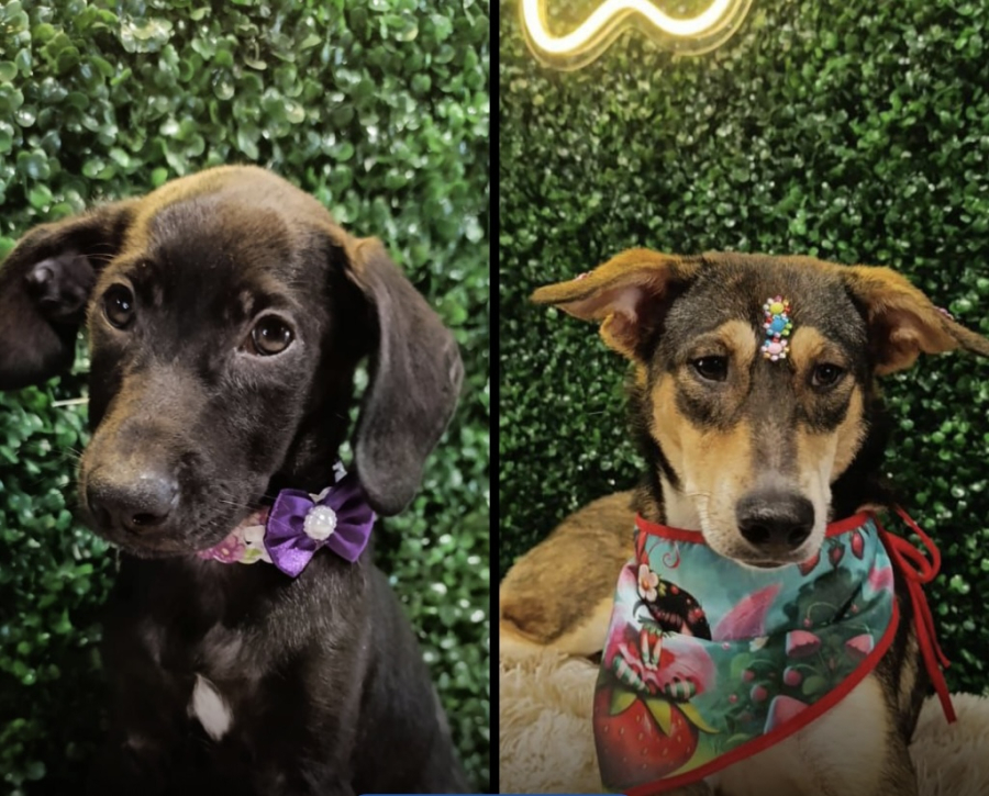 Aparecida promove evento de adoção Carnaval Pet neste sábado