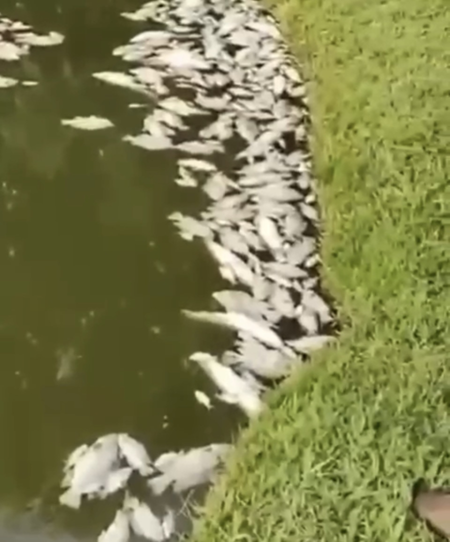 Fazendeiro perde 5 toneladas de peixes em represa