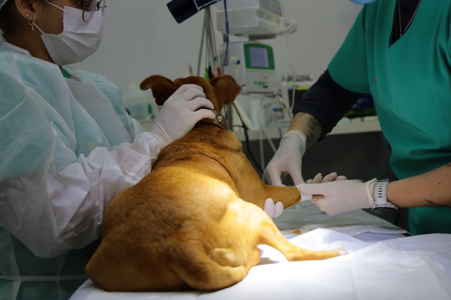 PATA supera 3,1 mil procedimentos em Aparecida