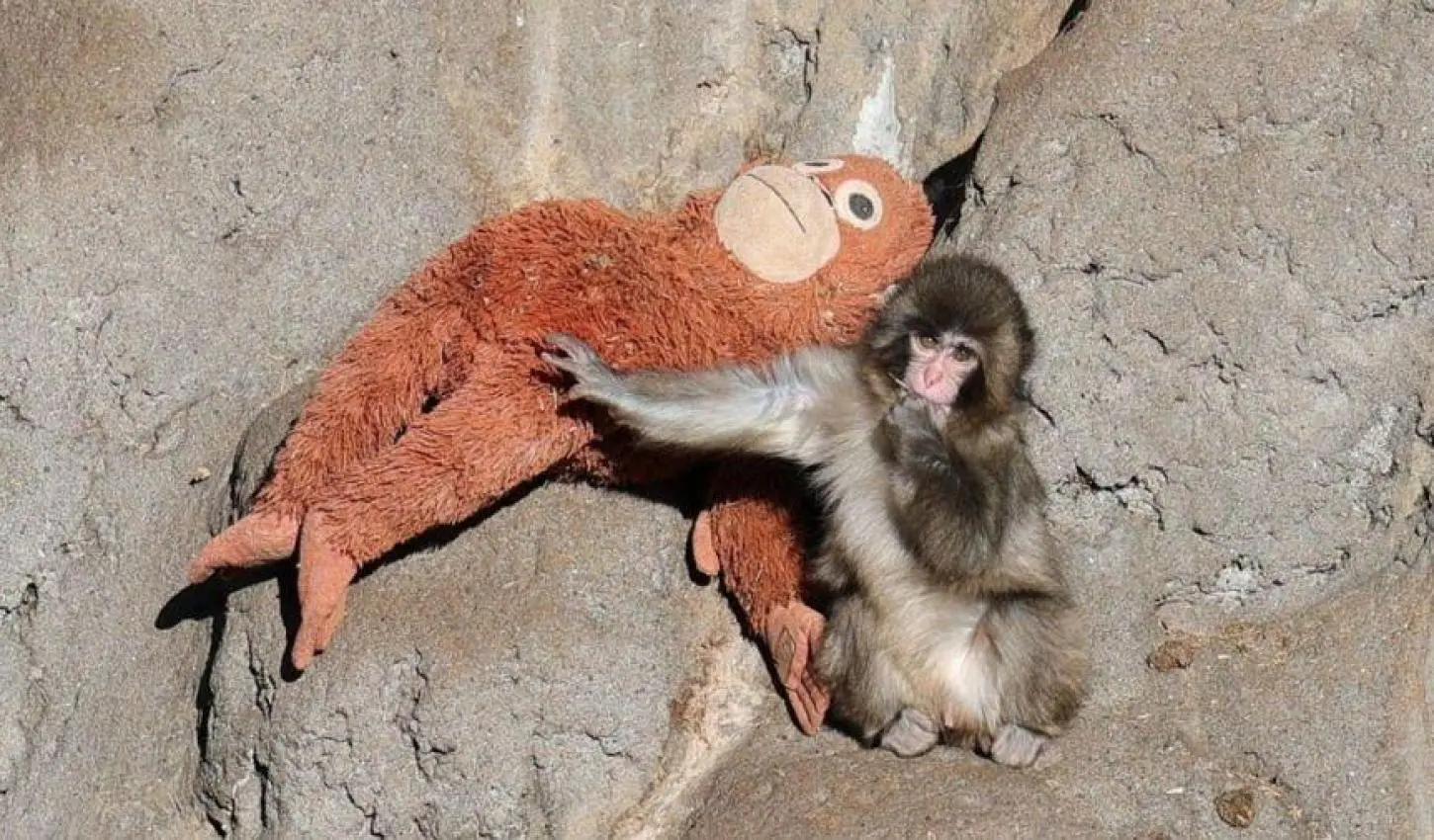 Macaquinho órfão emociona público ao adotar bicho de pelúcia