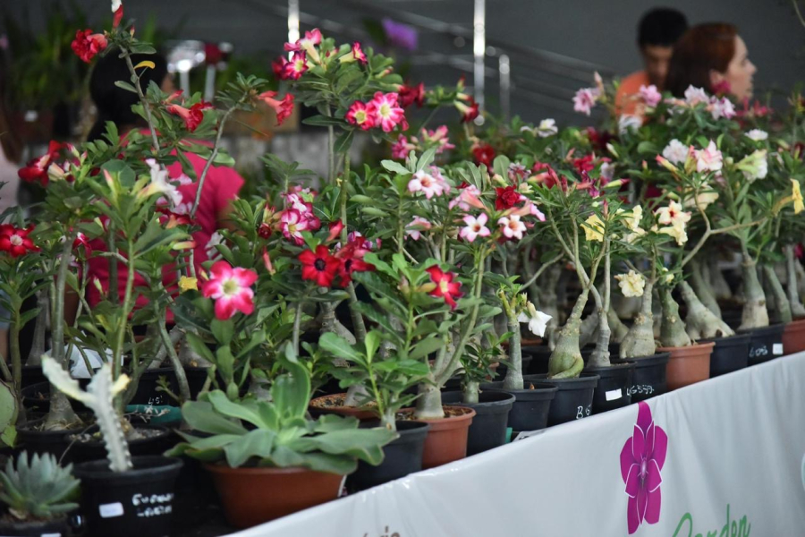 Aparecida recebe Exposição de Orquídeas e Rosas do Deserto sexta (06)