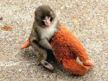 Mesmo após rejeição da mãe e conflitos no grupo, zoológico garante que macaco Punch vive em paz