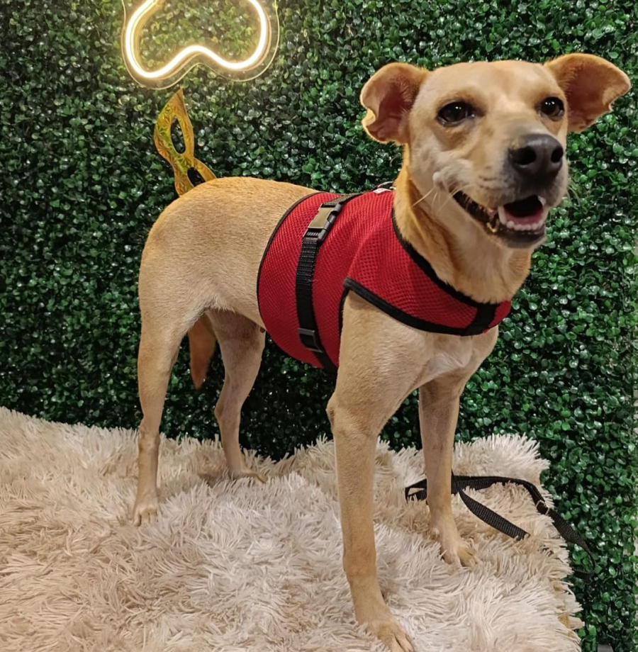 Aparecida promove nova edição do “Deu Match com Meu Pet”